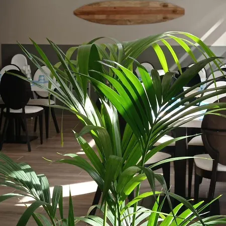 夏日酒店 酒店 卡里拉